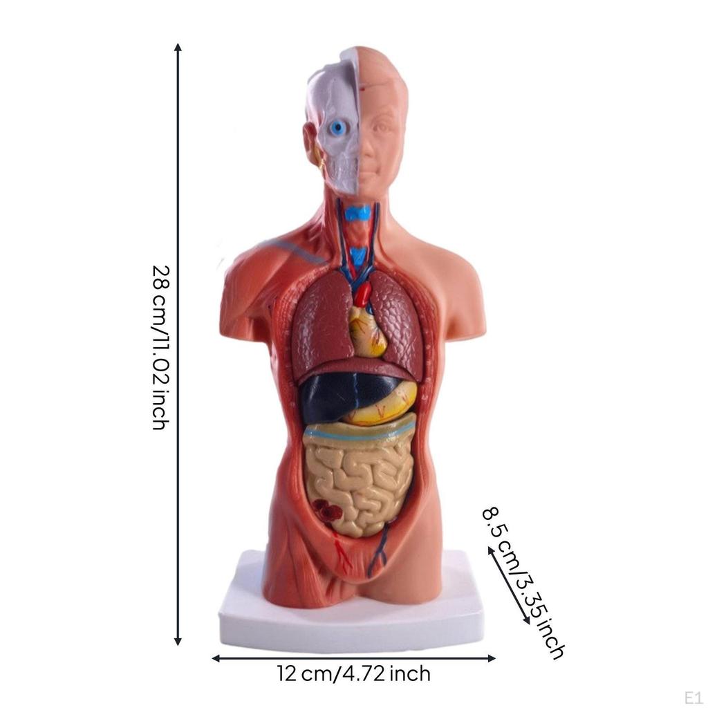 Human Torso Structural Model Removable for Children