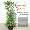 Plant Support Stand with Adjustable Rings Stable Construction Non-Fading Simple Installation Climbing Plants Stake Cage Frame