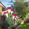 Outdoor Solar Flower LED Garden Stake Light