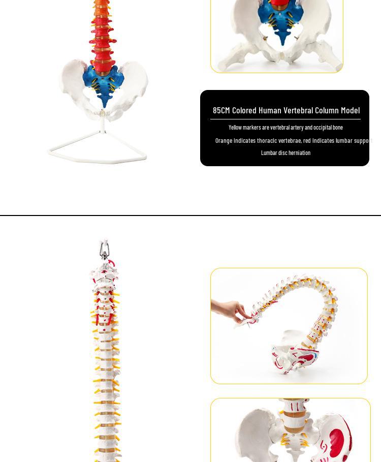 Adult 1:1 Human Spine Model for Chiropractic Practice - Cervical, Lumbar, and Skeleton Display