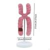 x Chromosome Model,Human Meiosis Submicroscopic Structure Organelle for Medical