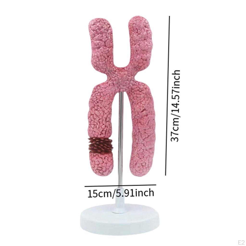 x Chromosome Model,Human Meiosis Submicroscopic Structure Organelle for Medical