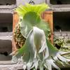 Decorațiuni pentru casă – Flori decorative şi coroane de flori