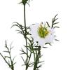 Hill Interiors The Natural Garden Collection Love In A Mist Nigella Artificial Flower