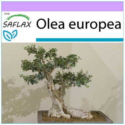 Bonsai - Olivo Comune - 20 semi - Olea europea