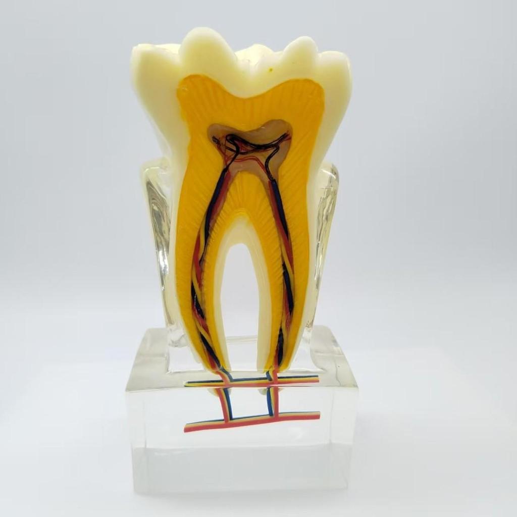 Dental Nerve Model - Tooth Structure Display, Cross-section Analysis, 6x Magnification for Oral Teaching