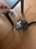 Cat Hapi Cat Chew Toy, Supervised by Cat Cafe Manager, 9 Mouse Toys, Teeth Brushing
