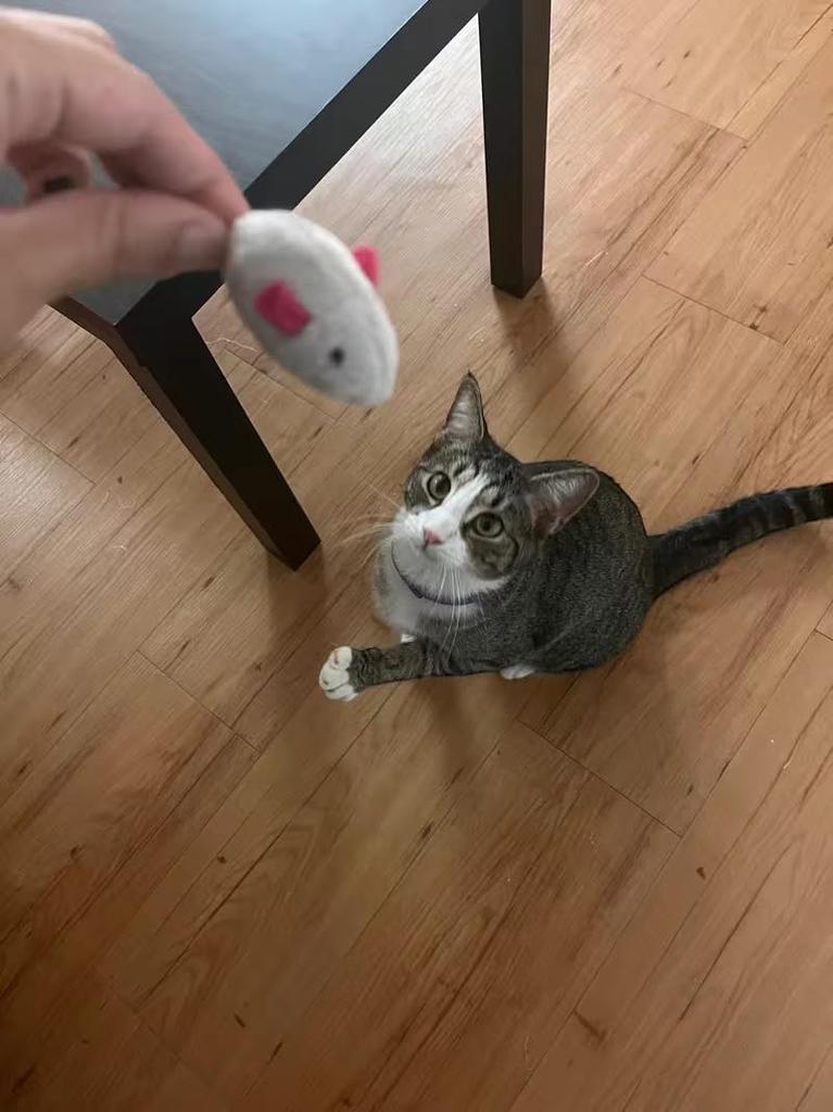 Cat Hapi Cat Chew Toy, Supervised by Cat Cafe Manager, 9 Mouse Toys, Teeth Brushing