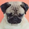 5D DIY Diamond Painting Dog Diamond Embroidery Animal Scenery Cross Stitch Full Round Drill Home Decor Manual Art Gift