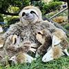 Simulated Sloth PP Cotton Children's Cute Doll Plush Doll Birthday Gift for People