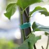 100/2M Plant Nylon Cable Tie Green Garden Twine Self Adhesive Adjustable Plants Bandage Hook Loop Support Reusable Fastener Tape