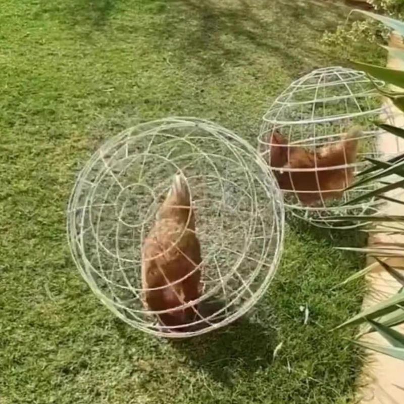 3Pieces Set Safety Spherical Pet Chicken Cage Chicken Rolling Ball Shaped Chicken Hamster Ball Cage Cut Rolling Protective Cages