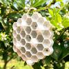 Realistic Wasp Nest Prop 3D Printed Red Hornet Decoy Nest, Weatherproof Physical Deterrent, for Porch Chemical-Free Hanging Fake Outdoor Eaves