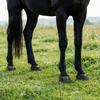 Self Adhesive Hoof Protector Snug Fit Horse Hoof Anti Friction Patch  Outdoor