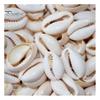 100 Stück Muscheln Kauris mit Loch DIY Armband Halskette Fußkettchen Schmuckstück Schmuck Dekoration