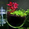 Tasse transparente pour plantes aquatiques avec ventouse Pot en verre pour plantes Pot Vase Alimentateur de vers rouges pour aquarium Décoration Aquascaping