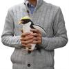 Macaroni Penguin 23 BH7092