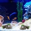 Aquarium Dekoration Felsenhöhlen Natürlich Reptilien Versteckfelsenhöhle Versteck Schildkrötenhöhle Beckenzubehör Für Reptilien Eidechsen