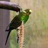 Bird Holder Cage Feeder Toy Parrot Stainless Steel Bowl Hanging Skewer for Fruit Treat for Lovebird Conure X3UC