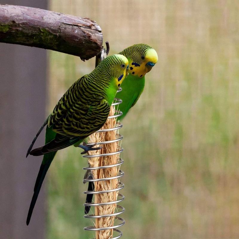 Bird Holder Cage Feeder Toy Parrot Stainless Steel Bowl Hanging Skewer for Fruit Treat for Lovebird Conure X3UC