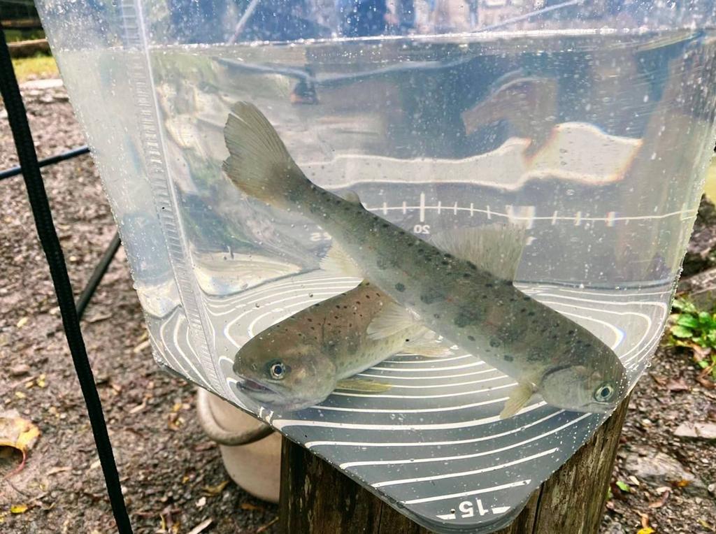 Tsurino See-Through Memory Bucket 24cm Khaki