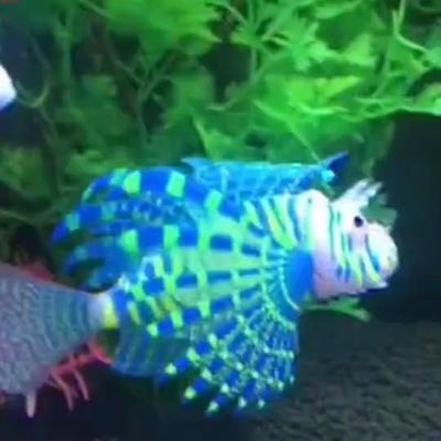 1PC Künstliche Leucht Lionfish Fisch Tank Aquatische Landschaft Silikon Quallen Fisch