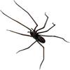Funny Fridge Magnets Spider Refrigerator Sticker Flexible Legs Strong Adhesive 3D Spider Fridge Magnet Durable 3D Printed