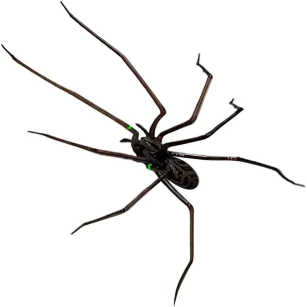 Funny Fridge Magnets Spider Refrigerator Sticker Flexible Legs Strong Adhesive 3D Spider Fridge Magnet Durable 3D Printed