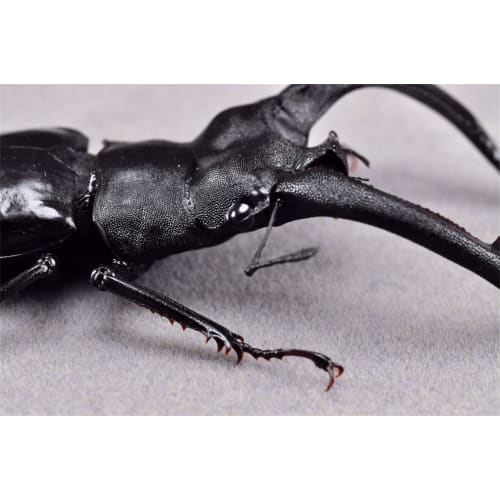 BACALYSO | Nirvana Rhinoceros Stag Beetle Figure, Refrigerator Ornament, Magnetic, Realistic Insect Beetle, Resin, Adult-Friendly, Plastic Model Toy,