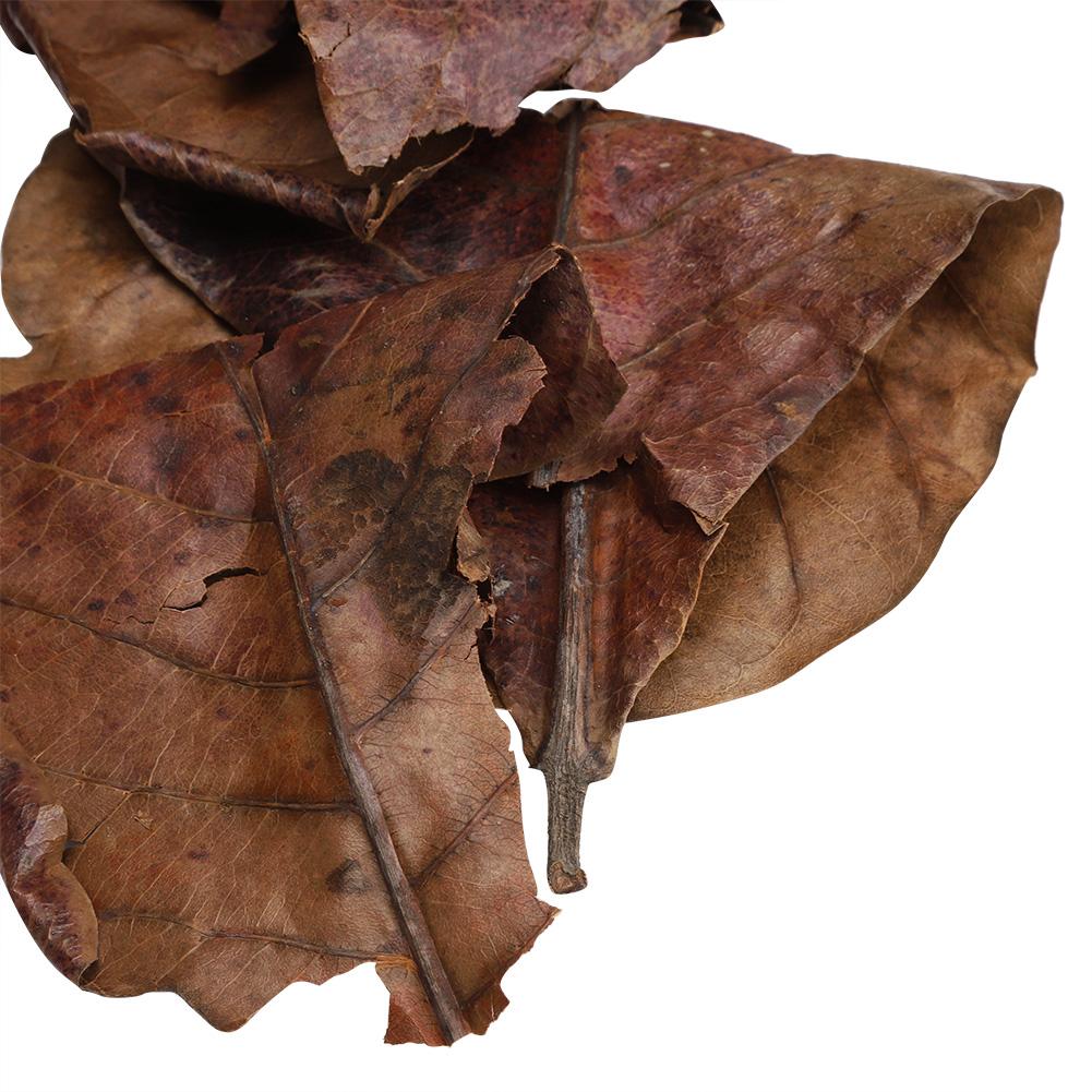Natural Olive Terminalia Catappa Leaf Aquarium Lower PH Value Acid Lowering Fish Water Quality Improvement