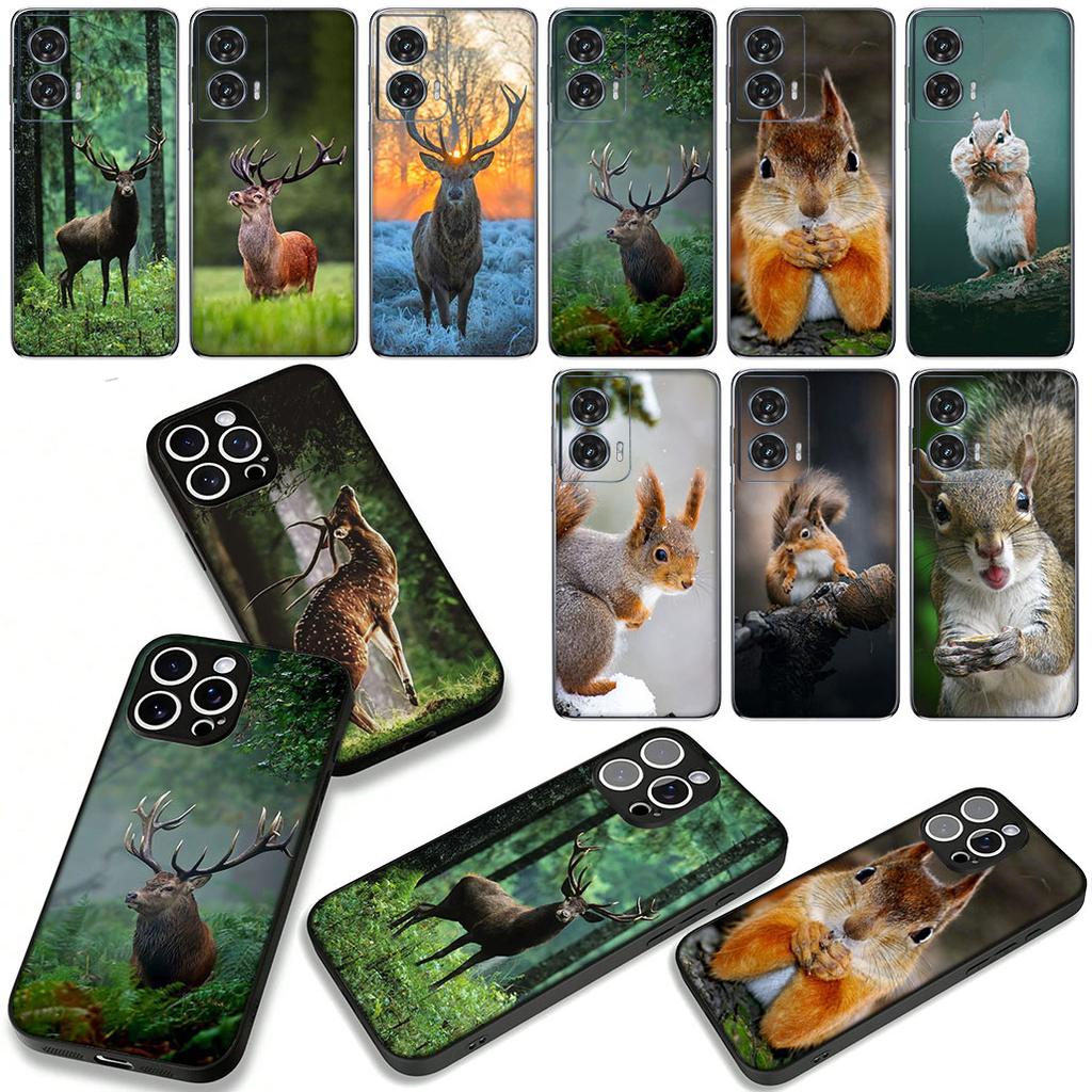 Deer Hunting Buck Squirrel Case for Samsung Galaxy A07 A13 A12 A14 A23 A42 A50 A51 A52 A53 A70 A71 A72 A21S A04 Note 20 9 8 10