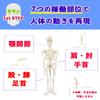 [Authentic, fully anatomical model for tabletop use] 45cm 1/4 scale compact human anatomy model. [A space-saving anatomical model with meticulous atte