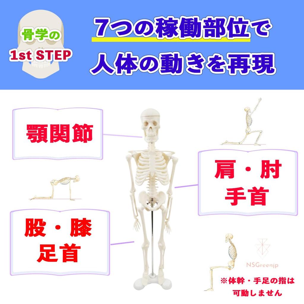 [Authentic, fully anatomical model for tabletop use] 45cm 1/4 scale compact human anatomy model. [A space-saving anatomical model with meticulous atte