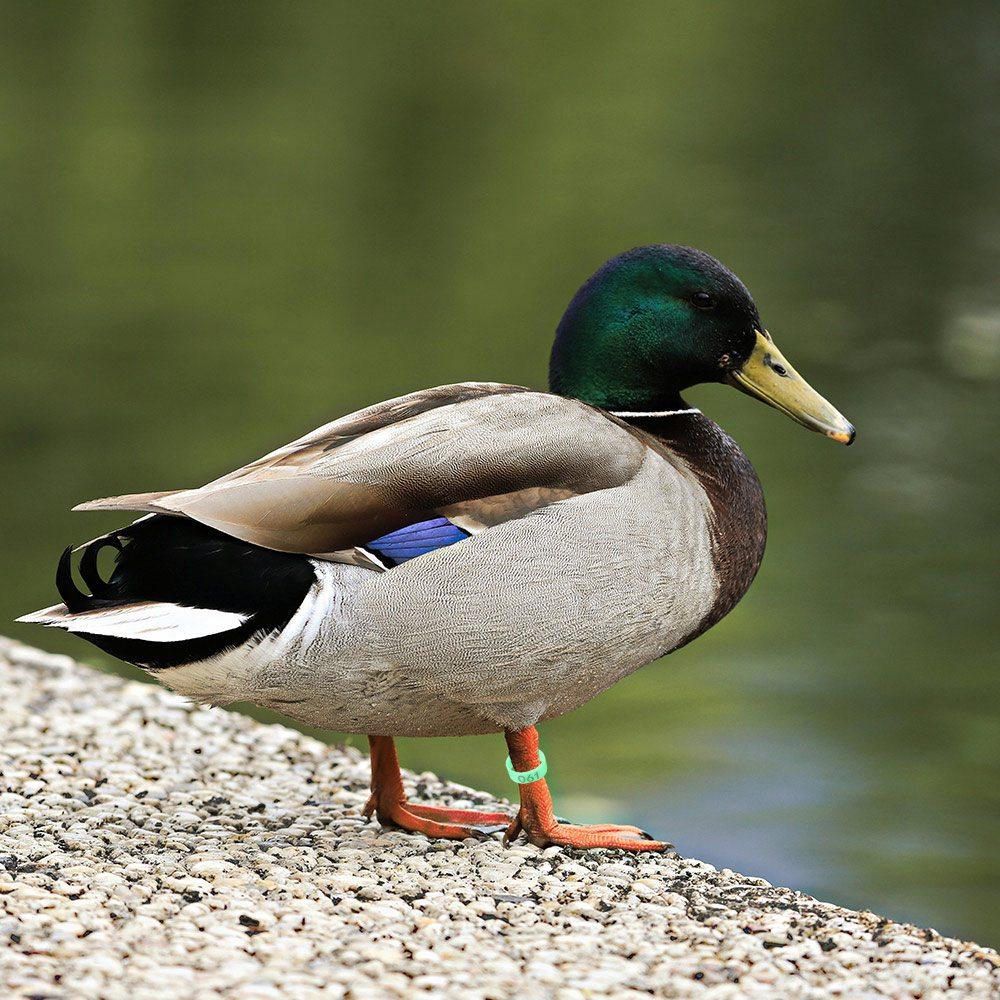 100pcs Portable Poultry Leg Tags Mixed Colour Bird Leg Sign Rings  Chicken Identification