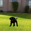 1PCS Acrylic Garden Ornaments Dog Yard Art  Backyard Lawn Decor  Black