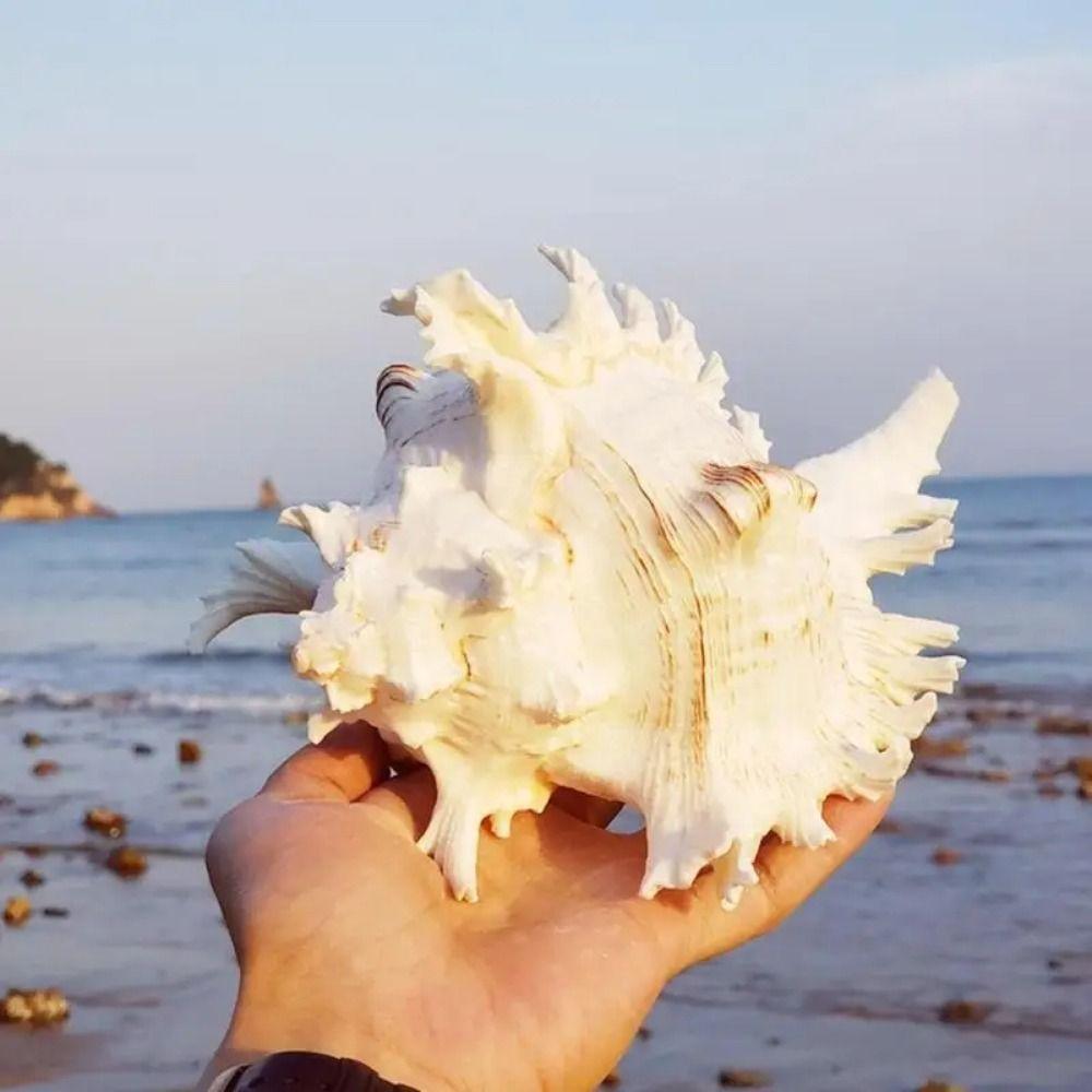 DIY Naturalna Duża Muszla Konchy 10-16cm Muszle Konchy Rękodzieło Statua Dekoracja Akwarium Ślub