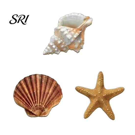 Accroche Murale Rustique 3 Pièces Décor Plage Coquillage Étoile de Mer en Bois Décoration Côtière Maison Art Océanique Nautique pour Salon Salle de Bain Balcon Thématique