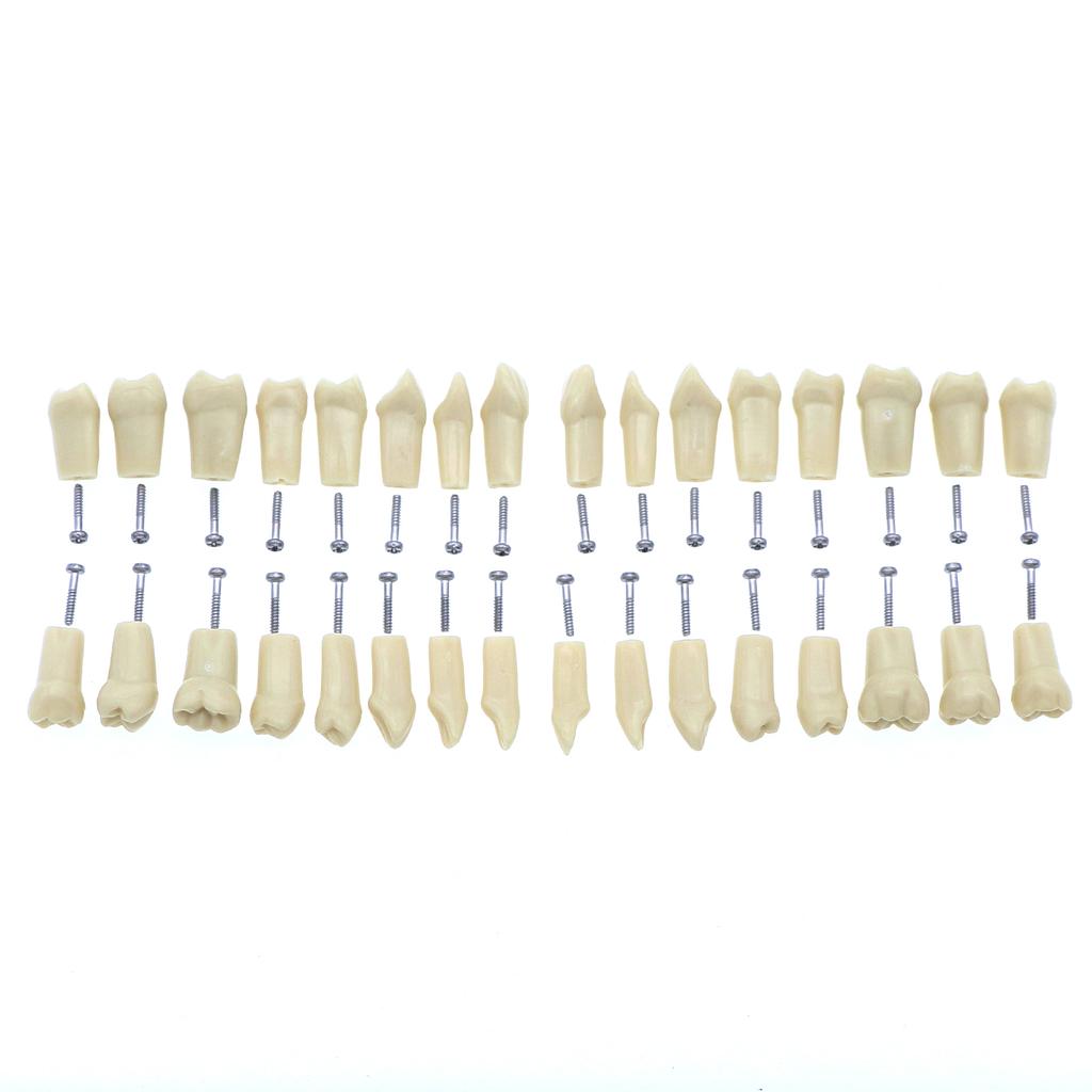 Fit Frasaco AG3 Typodont Dental Teeth Model Full teeth 32Pcs Screw-in Practice Filling Soft Gum Gingivae Teeth Training Teach