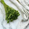 Oriental Black Cumin - (Nigella Orientalis) - Green