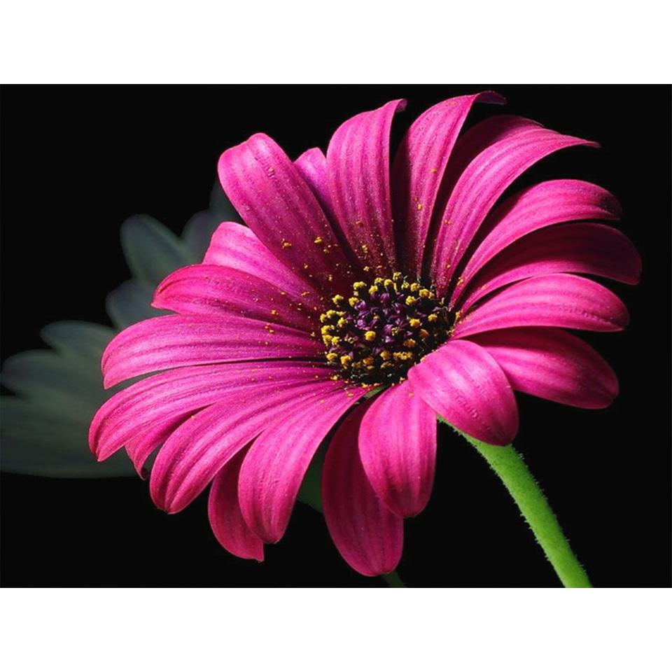 5D DIY Diamond Painting Flower Cross Stitch Kit Diamond Embroidery Rhinestone Picture Mosaic Home Decoration Hand-Mosaic Gift