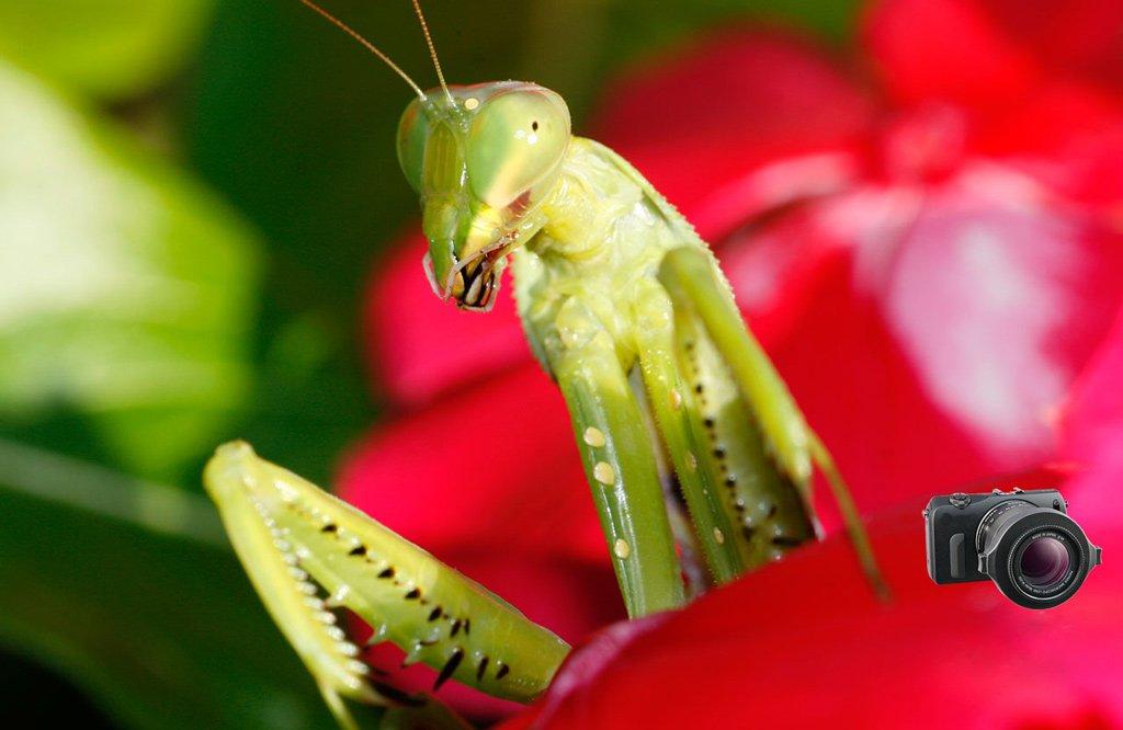 Raynox Raynox Macro Conversion Lens DCR-150 (Raynox)