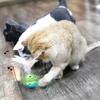 Interaktives Katzenspielzeug Automatisch rotierendes elektrisches Kätzchenspielzeug Wiederaufladbar Indoor Outdoor Spielzeug zur Linderung von Angstzuständen