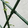 50pcs Plant Support Trellis Connector Fixed Cross Clip Stake Clips For Plant Grafting Garden Frame Rod Connector 11mm/