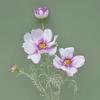 77CM Length Artificial Cosmos Flower Branch Elegant Design Fake Flowers  Photography Background