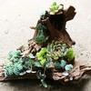 Large Branch Driftwood Natural Micro Landscape Decoration Driftwood Ornaments  Reptiles