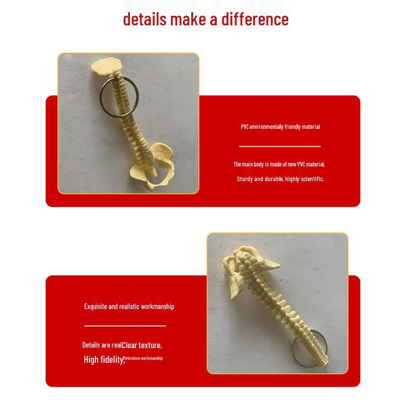 Portable Human Spine Model Keychain - Creative Small Skeleton for Biology Teaching