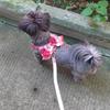 Durable Nylon Dog Leash Adjustable Buckle Breathable Bow Cat Harness Vest Style Detachable Pet Traction Rope Bichon