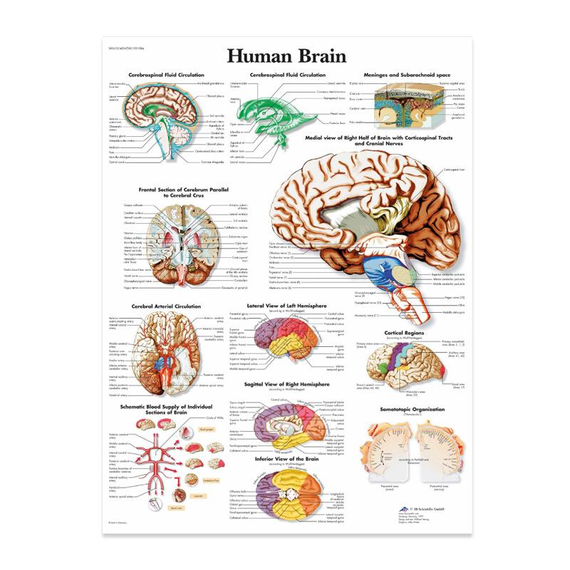 Anatomical Muscular System Poster Human Body Anatomy Chart Medical Educational Canvas for School Decor