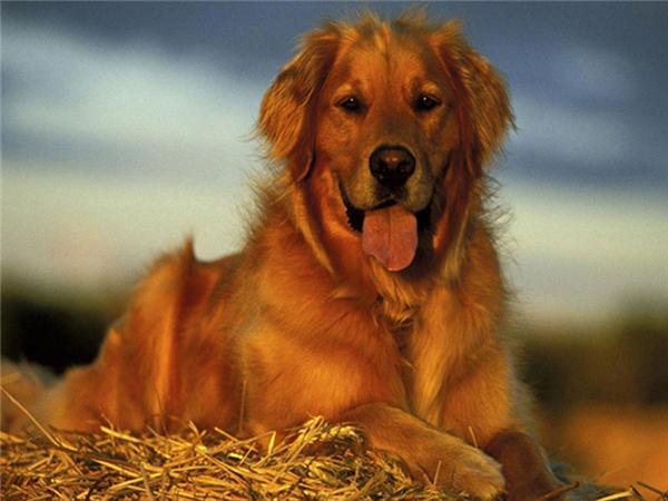 5d Diy Diamond Painting Labrador Dog Room Decor Diamond Embroidery Animal Natural Scenery Mosaic Crystal Picture