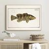 Vintage Freshwater Saltwater Fish Illustration Posters and Prints Canvas Printing Wall Art Picture for Living Room Home Decor